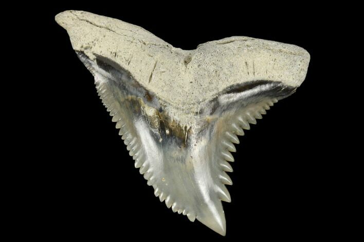 Snaggletooth Shark (Hemipristis) Tooth - Aurora, NC #180116